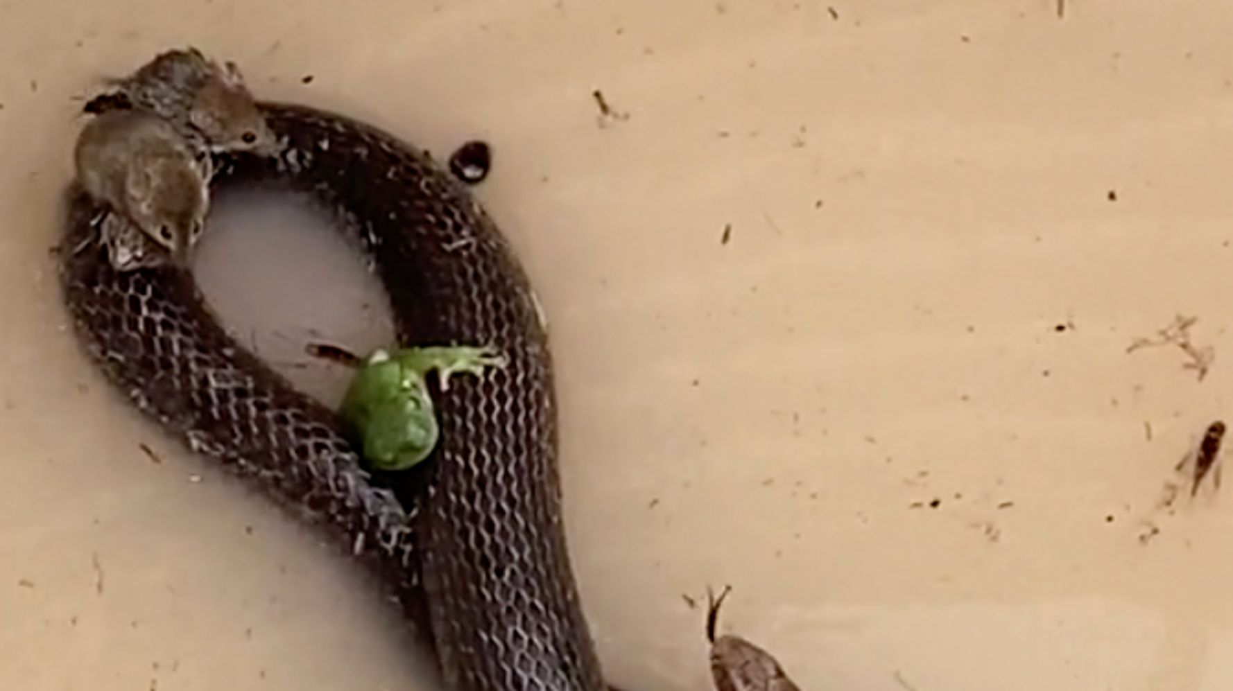 ‘Only In Australia’: Frogs, Mice, Beetle Ride On Snake To Escape Floodwaters